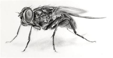 How To Draw Realistic Insects Ran Art Blog