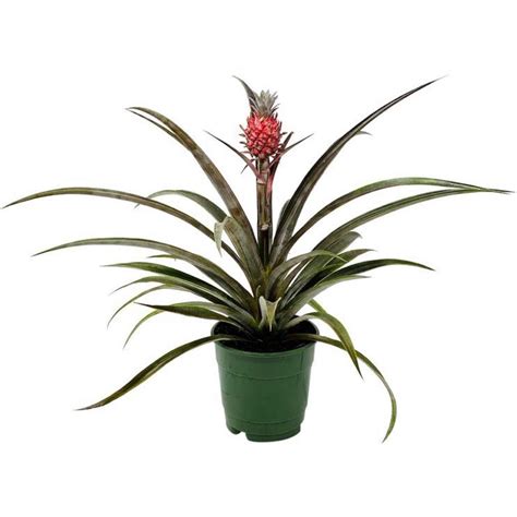 Pineapple Plant Care How To Grow Ornamental Pineapple Plant