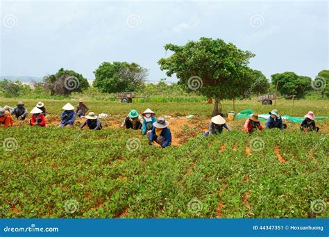 Group Asia Farmer Working Harvest Peanut Editorial Photo Image 44347351