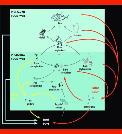Bottom Parasitic Loops In Marine Food Webs A Potential Role For