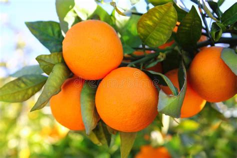 Branch Orange Tree Fruits Green Leaves In Spain Stock Image Image Of