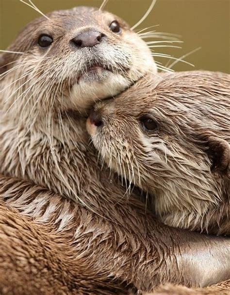 Otter Hugs Otters Hugging Otters Cute Otters