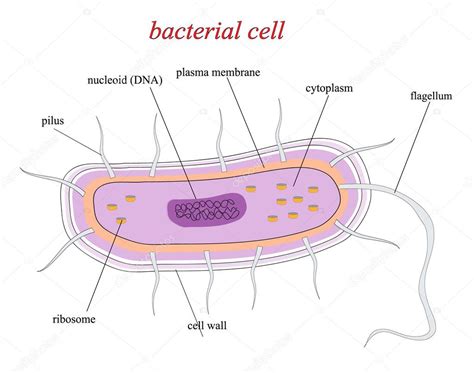 Structure Of A Bacterial Cell — Stock Vector © Olenkaukr 114602008