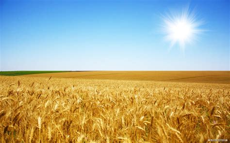 Wheat Fields Wallpapers Top Free Wheat Fields Backgrounds
