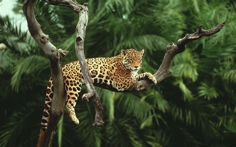 Nature Animals Jaguars Wallpapers Hd Desktop And Mobile Backgrounds