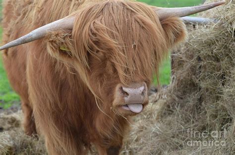 Highland Cow Sticking His Tongue Out Photograph By Dejavu Designs Pixels
