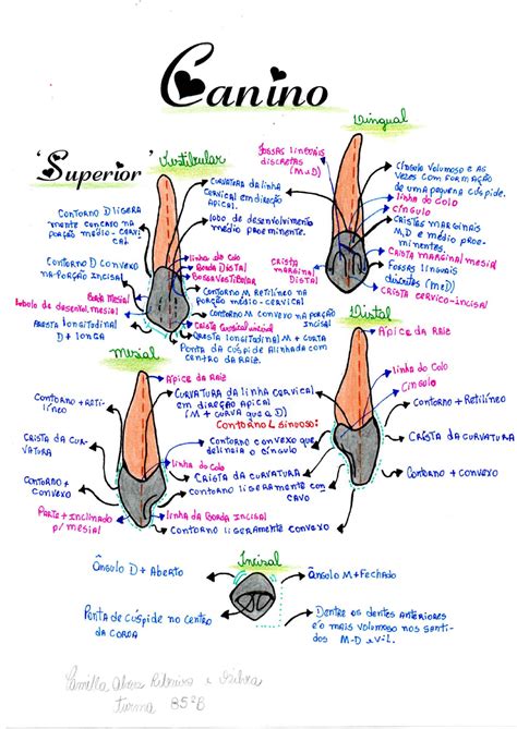 Desenho Do Canino Inferior E Superior Anatomia E Escultura Dental