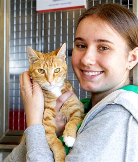 Adopting A Cat Or Kitten Rspca Australia