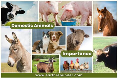 Importance Of Domestic Animals In Our Lives Earth Reminder