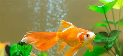 Comment Changer L'eau D'un Aquarium Poisson Rouge - 5 choses à savoir avant d'adopter un poisson rouge