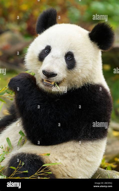 Giant Panda Ailuropoda Melanoleuca Stock Photo Alamy