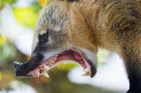 Coati With Big Open Mouth Mammals Animals Creature Design
