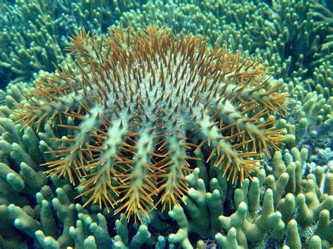 Crown Of Thorns Starfish Acanthaster Planci Crown Of Thorns Starfish Coral Reef Animals