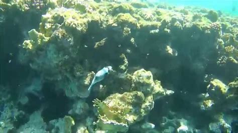 Snorkeling In Domina Coral Bay 60fps Youtube