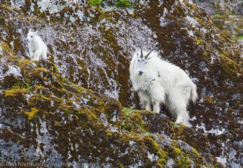 Mountain Goats Glacier Bay National Park Alaska Photos By Ron