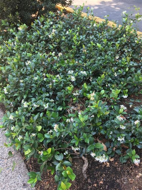 Invasive Ground Cover Pacific Northwest Ground Cover Good