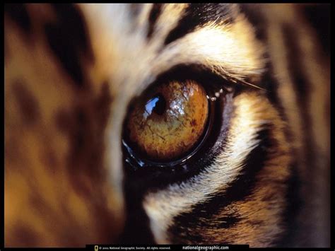 National Geographic Eye Of Bengal Tiger 벵골호랑이 눈 Display Full Image