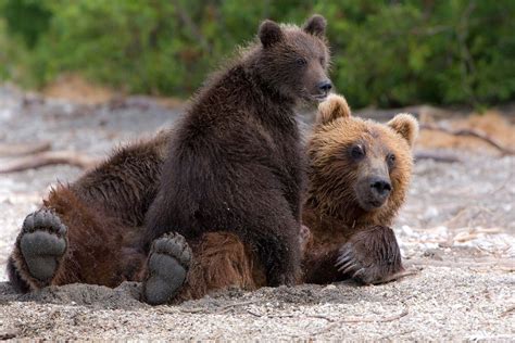 Sergey Gorshkov Kamchatka Brown Bears2
