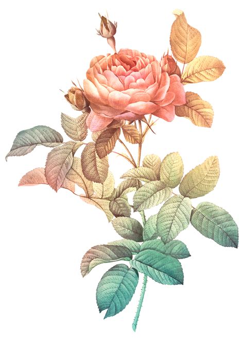 Vintage Rose Illustration Transparent Png Design Remix From Original A