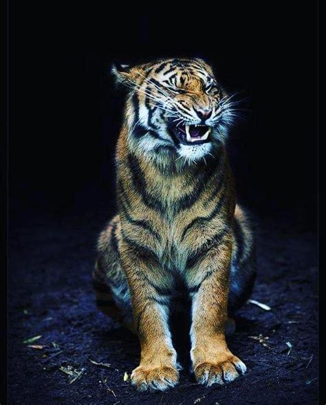 Smile Tag Your Friends Who Love Tigers Follow Us Loverstigers