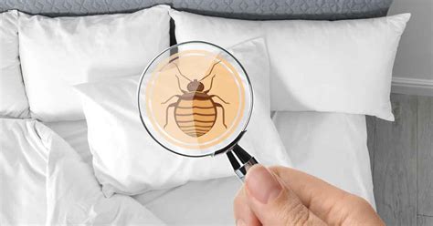 How Far Do Bed Bugs Travel Arrow Exterminating