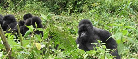 Ultimate Gorilla Safari Adventure With African Jungle Adventures