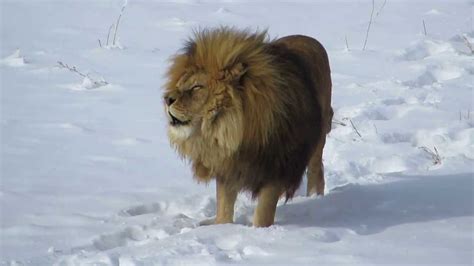 Lion In The Snow At The Wild Animal Sanctuary Youtube
