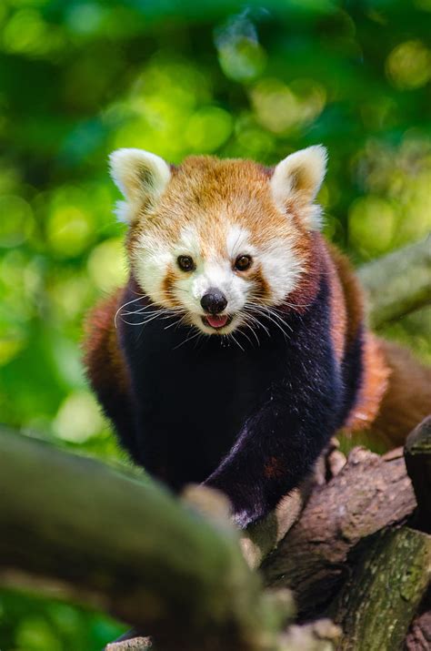 Free Photo Animal Branch Cute Red Panda Tree Wildlife One Animal