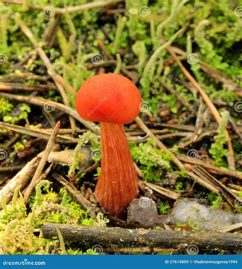 Red Small Mushroom Royalty Free Stock Images Image 27615809