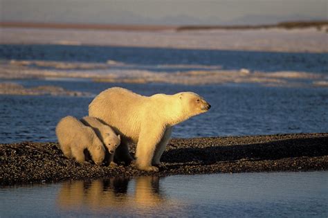 Female Polar Bear With Spring Cubs Photograph By Steven J Kazlowski