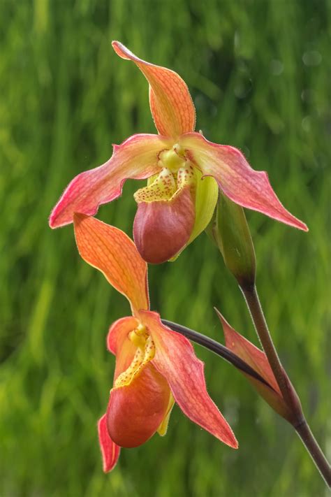 Lady Slipper Orchid Phragmipedium Don Wimber Eric Young X Besseae