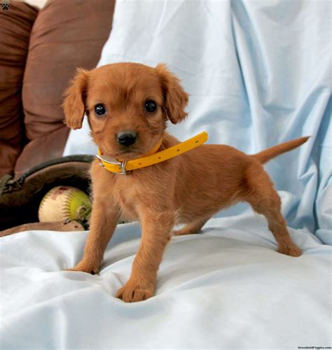 Miniature Golden Retriever Puppies For Sale Greenfield Puppies