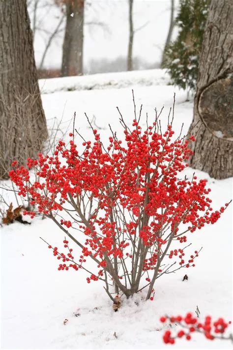 Beautiful Winter Plants And Flowers That Survive The Cold Garden Shrubs