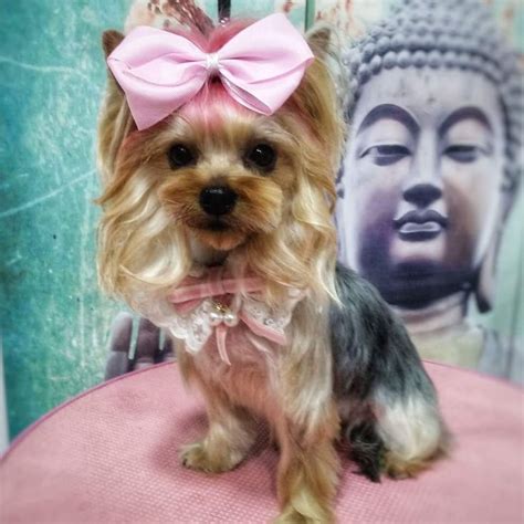 A Small Dog With A Pink Bow On Its Head Sitting On Top Of A Chair
