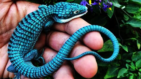 10 Most Beautiful Lizards In The World Youtube