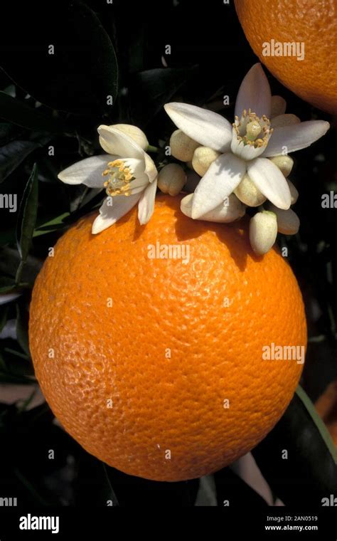 Citrus Aurantium Var Dulcis Hi Res Stock Photography And Images Alamy