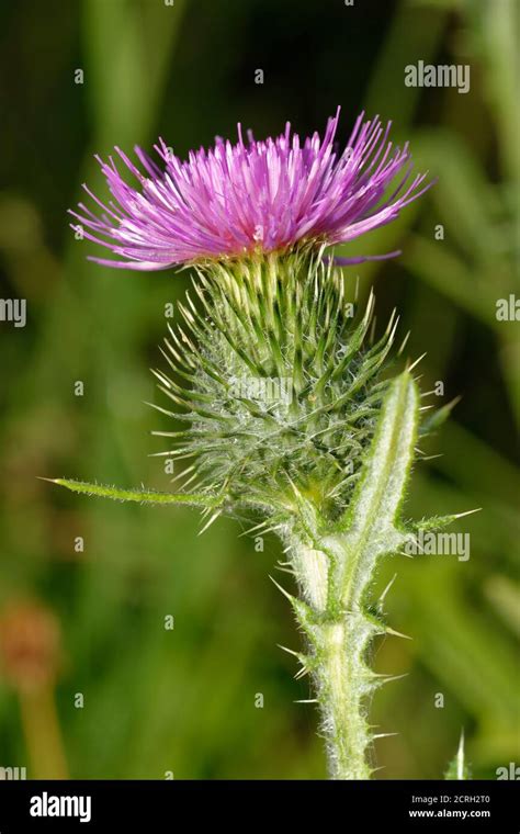 Spear Thistle Cirsium Vulgare Flower Closeup Stock Photo Alamy