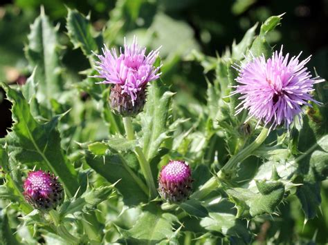 Canada Thistle College Of Agriculture Forestry And Life Sciences