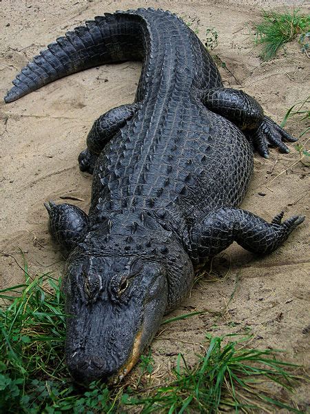 American Alligator Facts And Pictures