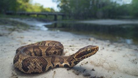 Water Moccasins Thrive In The Southeastern Parts Of The Us But Often