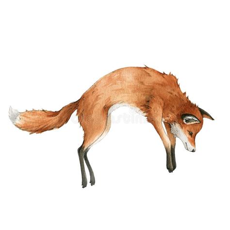 Red Fox Jump Animal Watercolor Illustration Wild Cute Hunting Fox