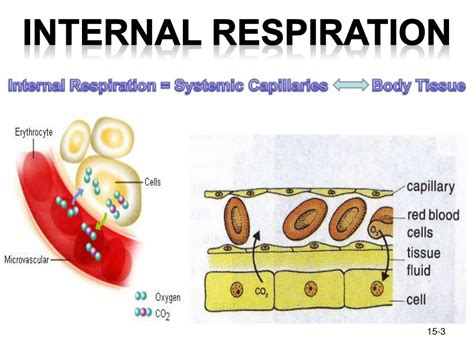 PPT RESPIRATION Internal Vs External PowerPoint Presentation Free Download ID