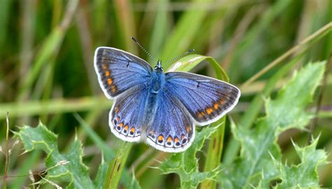 Butterfly Spotting On The Isle Of Wight National Trust