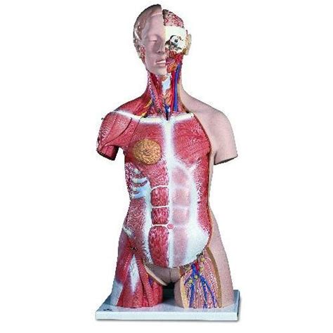 Deluxe Dual Sex Muscle Torso 31 Part Health And Care
