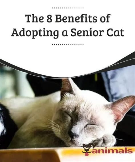 The 8 Benefits Of Adopting A Senior Cat Giving An Animal The Chance To