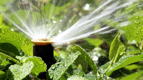 Watering Tips For Garden Plants Nature Bring Naturebring