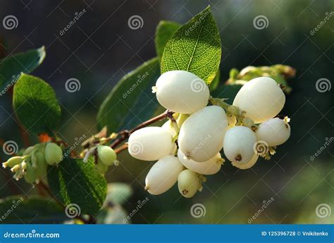 Fruits Of The Snowberry Stock Photo Image Of Fresh 125396728