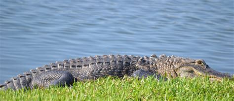 Alligator By A Lake In Florida Smithsonian Photo Contest