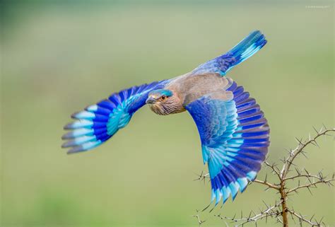 Top 25 Wild Bird Photographs Of The Week 117 Palomar Audubon Society