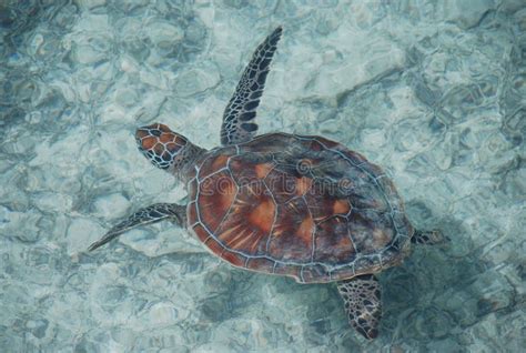Loggerhead Sea Turtle French Polynesia Stock Photo Image Of